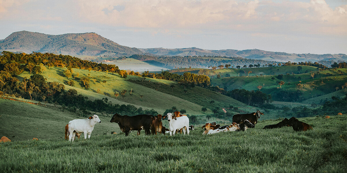 Valée avec des vaches