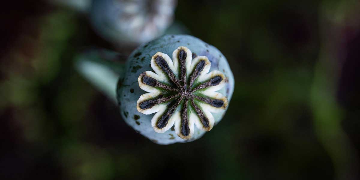 fleur de pavot 