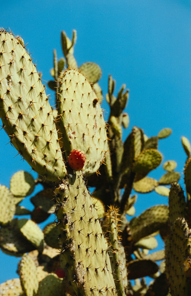 Cactus photo argentique Cactus photo argentique