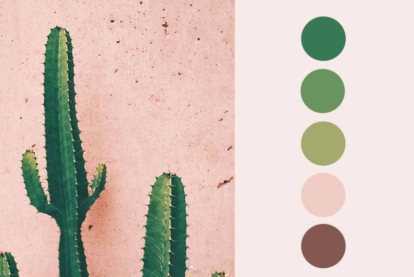 photo d'un cactus et sa palette de couleur 
